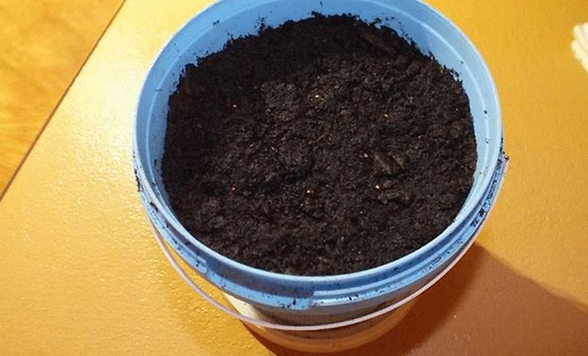 Какая почва нужна для посадки семян земляники
