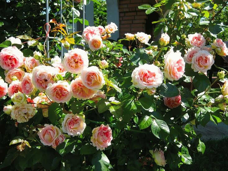 Выращивание плетистых роз