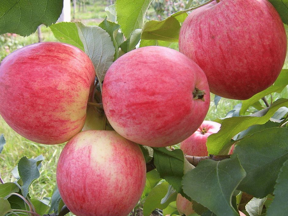 Выращивание яблони мельба