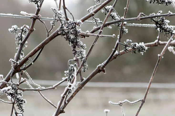 Кусты неукрывного винограда зимой