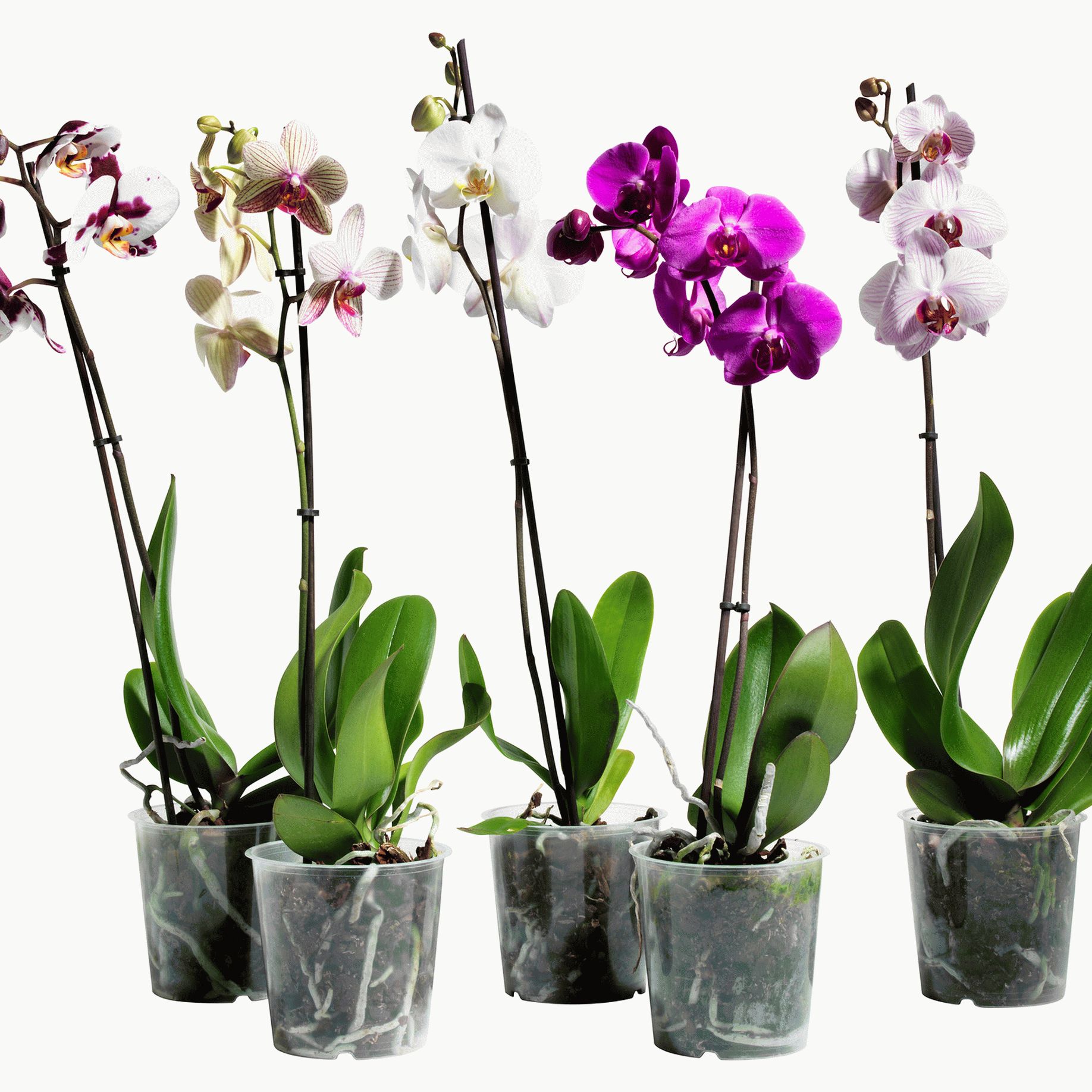 Орхидеи в пластике