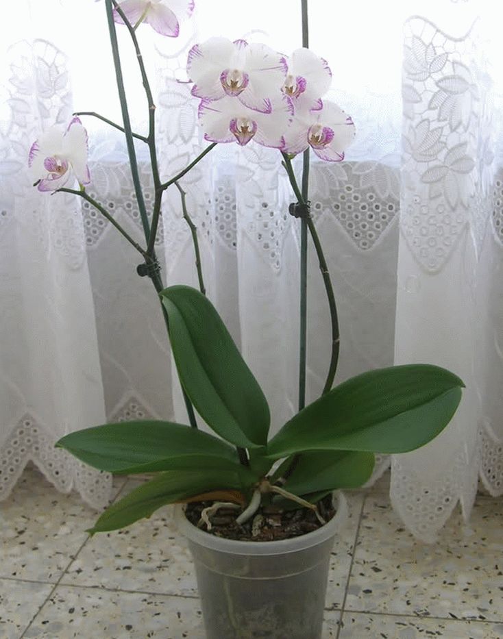 Посадка орхидеи