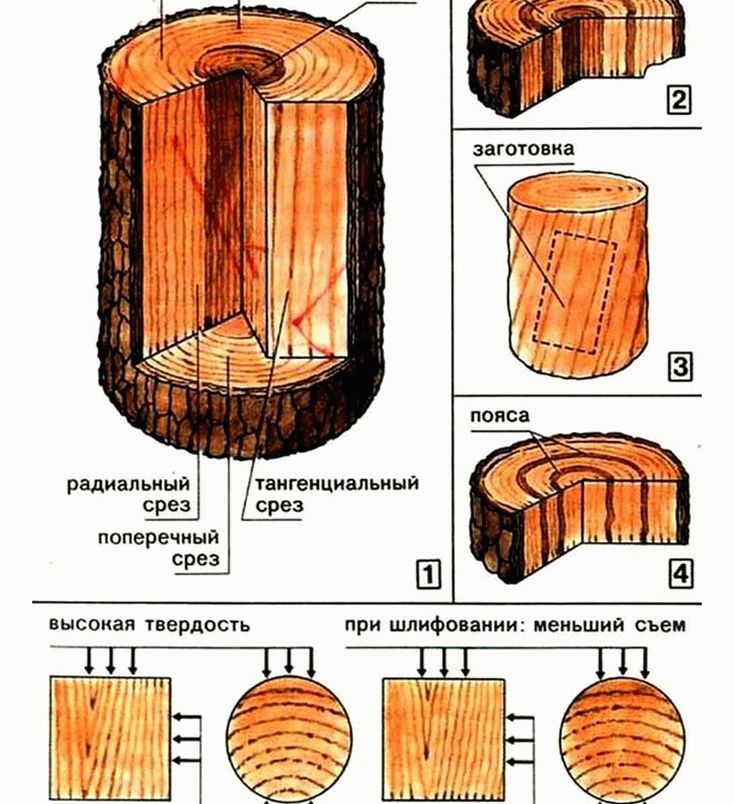 Строение и свойства древесины