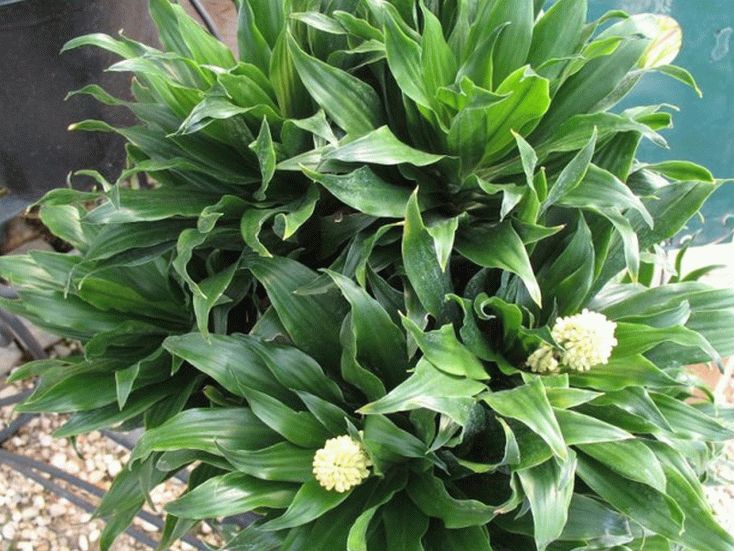 Dracaena deremensis Janet Craig