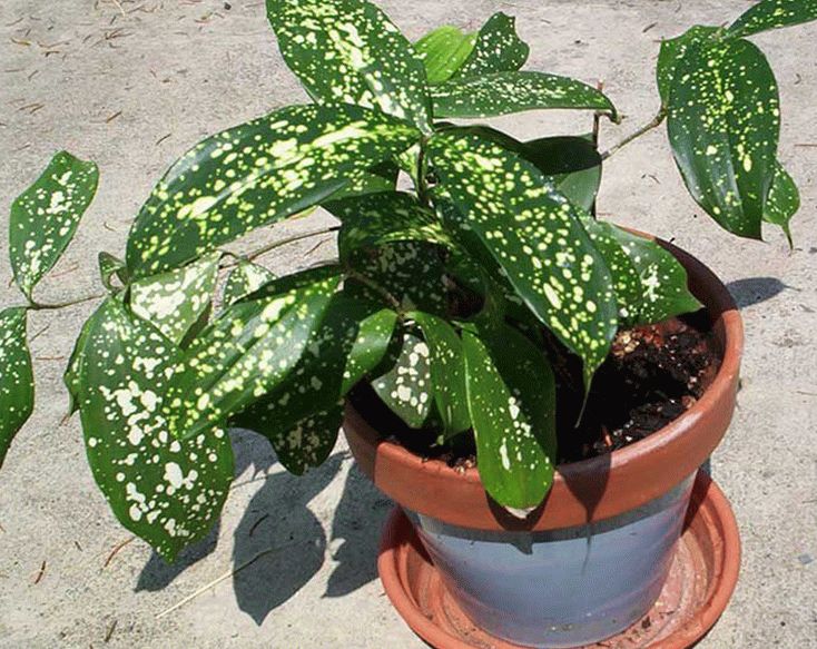 Драцена Годсефа - Dracaena godseffiana