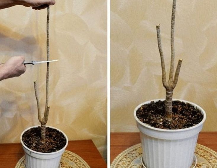 Обрезка драцены