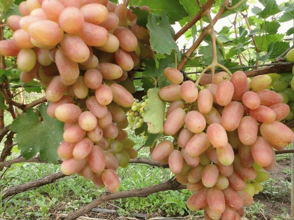 Описание и советы по выращиванию виноградного сорта Преображение