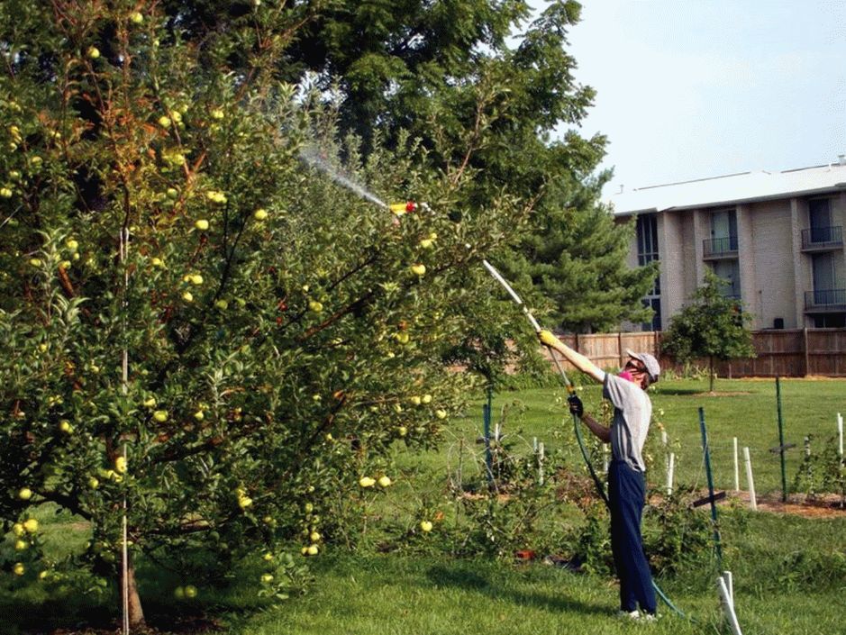 Обработка яблони в саду